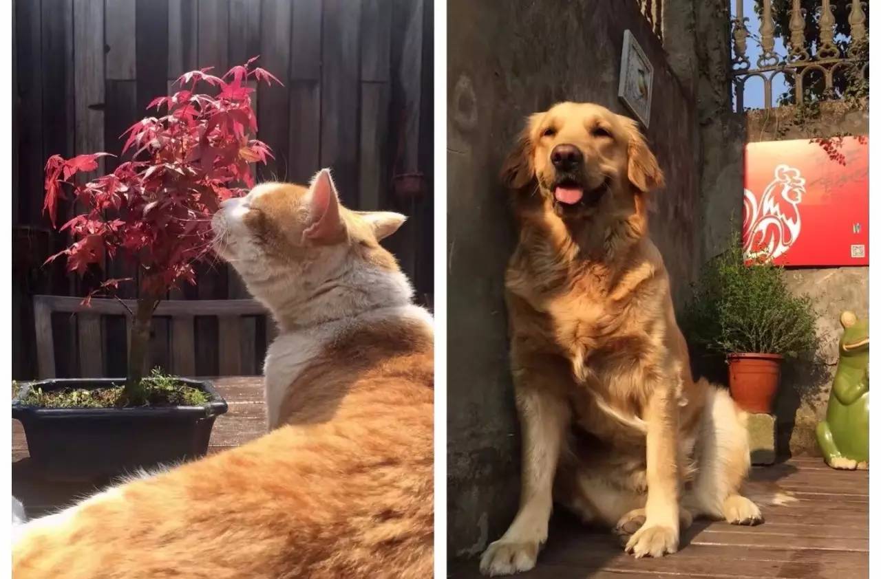 玉皇山下这家花园餐厅歧视单身狗!这么大的鱼头叫我怎么吃