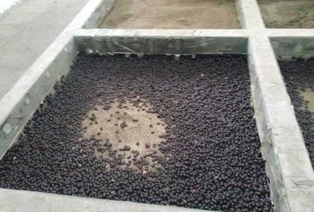 人工养殖鳖怎么养得活一些,地鳖养殖