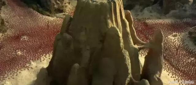 昆虫的微观小世界,微观世界每只昆虫都有它的故事