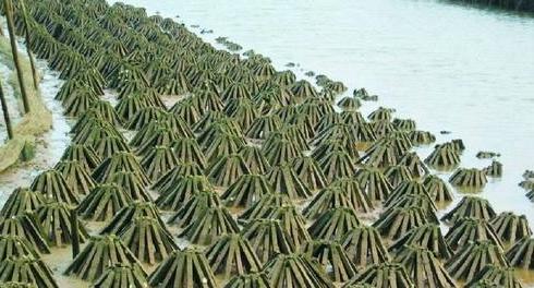 农村致富经项目,农村养殖致富项目大全汇总