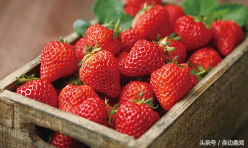 吃草莓的时节哪些草莓不能吃,四季草莓好吃还是奶油草莓好吃
