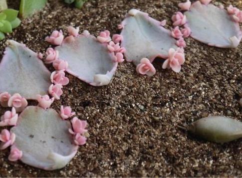 赶快自测,种养多肉植物玉吊钟你是新手还是老司机?