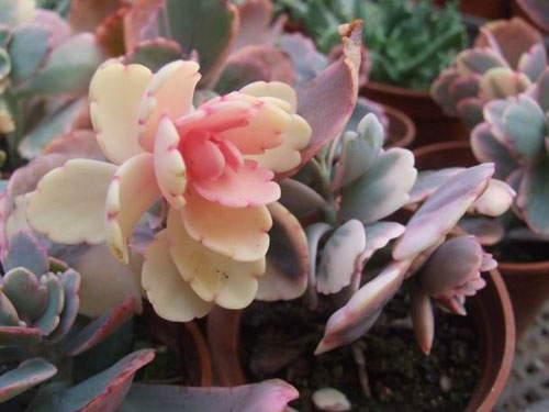 赶快自测,种养多肉植物玉吊钟你是新手还是老司机?