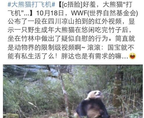 了解熊猫之前觉得它们很可爱,熊猫头被认为粗鲁