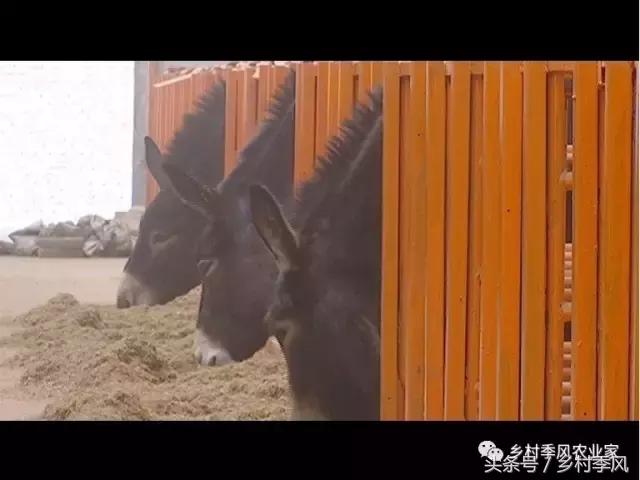 养驴场大规模养驴,年入百万不是能力而是选择
