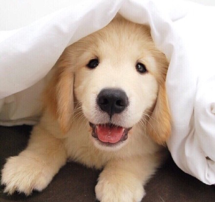 汪星人可以喂狗吗,汪星人怎么养狗