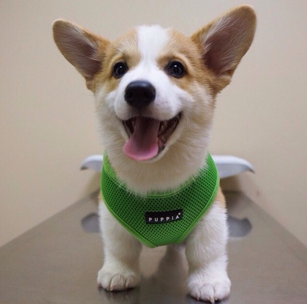 汪星人可以喂狗吗,汪星人怎么养狗