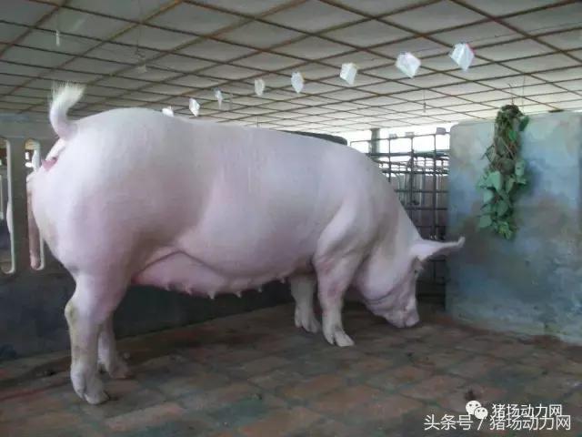 猪病毒性腹泻与流行性腹泻的区别,流行性猪腹泻