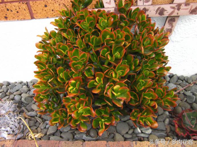 多肉天狗之舞养护方法,多肉植物之舞