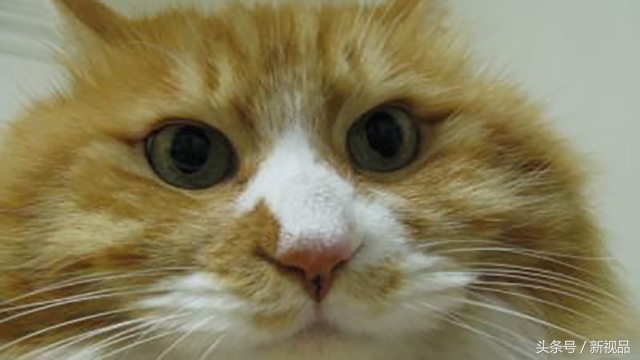 豆汁真是一般人接受不了的味道,豆汁有一股酸菜味