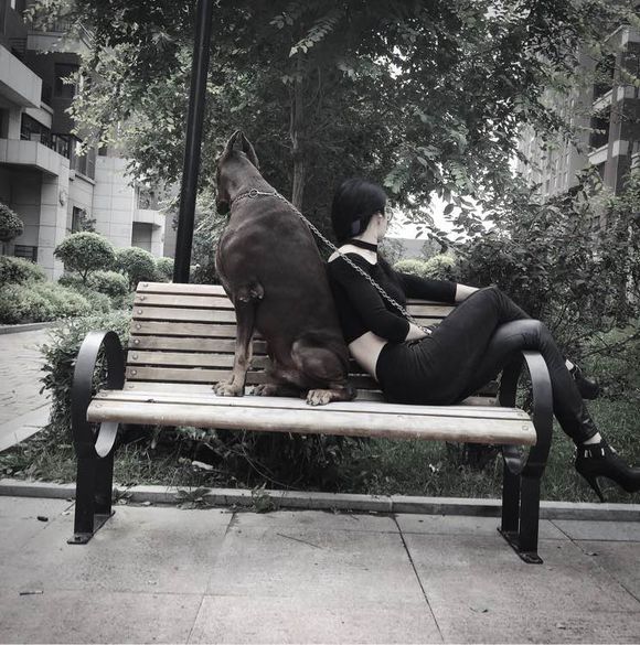 沈阳美女手签德系杜宾,称全家都是杜宾犬铁粉