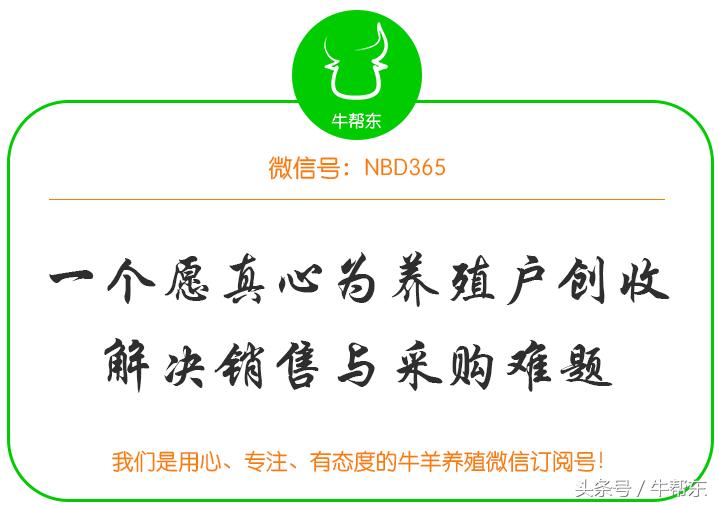 山羊得布病最佳治疗方案,山羊脓肿怎么治