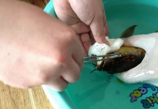 龙鱼腹鳍恢复过程,龙鱼拔鳞手术需要注意什么