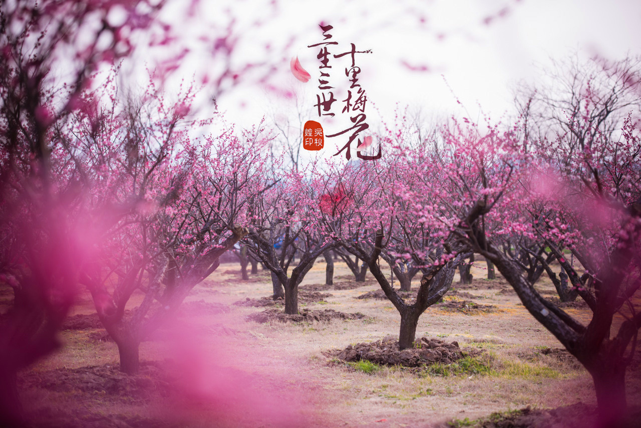 三生三世，十里梅花，遇见张家港