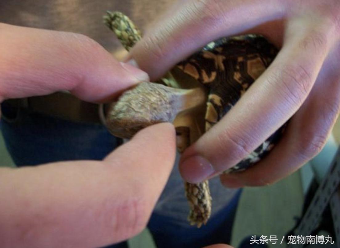 如何剪去陆龟的增生喙,陆龟嘴唇增生怎么修