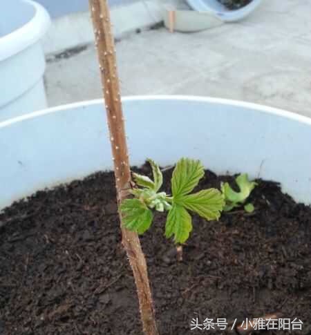 在自家阳台种草莓怎样种得更快,阳台种草莓怎样才能结果多