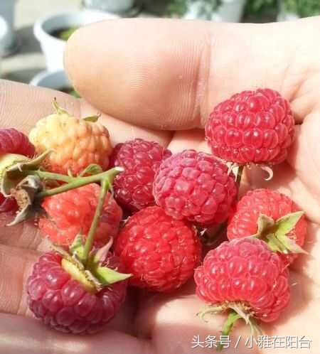 在自家阳台种草莓怎样种得更快,阳台种草莓怎样才能结果多