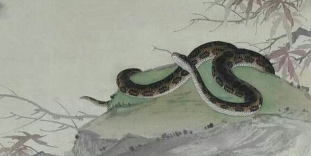 属相中三大属相指哪些,属相中的四大属相都是哪四个