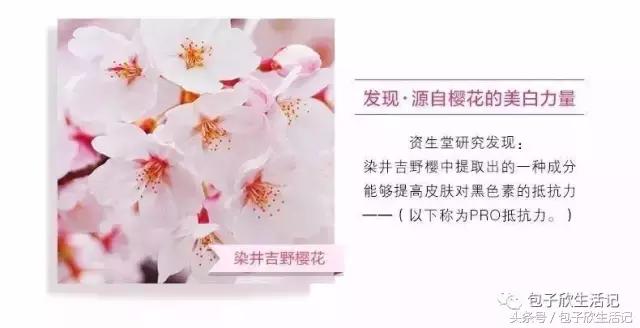 最美樱花季粉色海洋,春季哪里樱花最美最好看