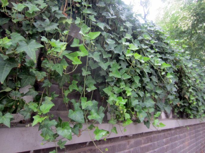 常春藤可以栽在假山上吗,心形常春藤盆栽