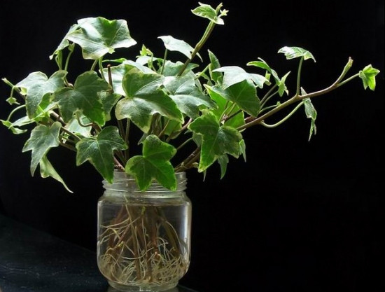 常春藤可以栽在假山上吗,心形常春藤盆栽