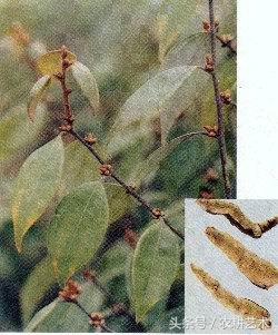 袖珍中草药彩色图谱,茎块中草药图谱大全