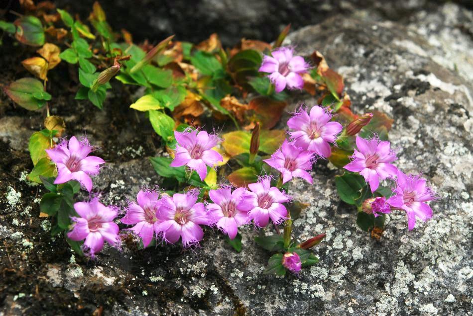 《本草》植物志之龙胆：唐朝的一场瘟疫，令它功成名就
