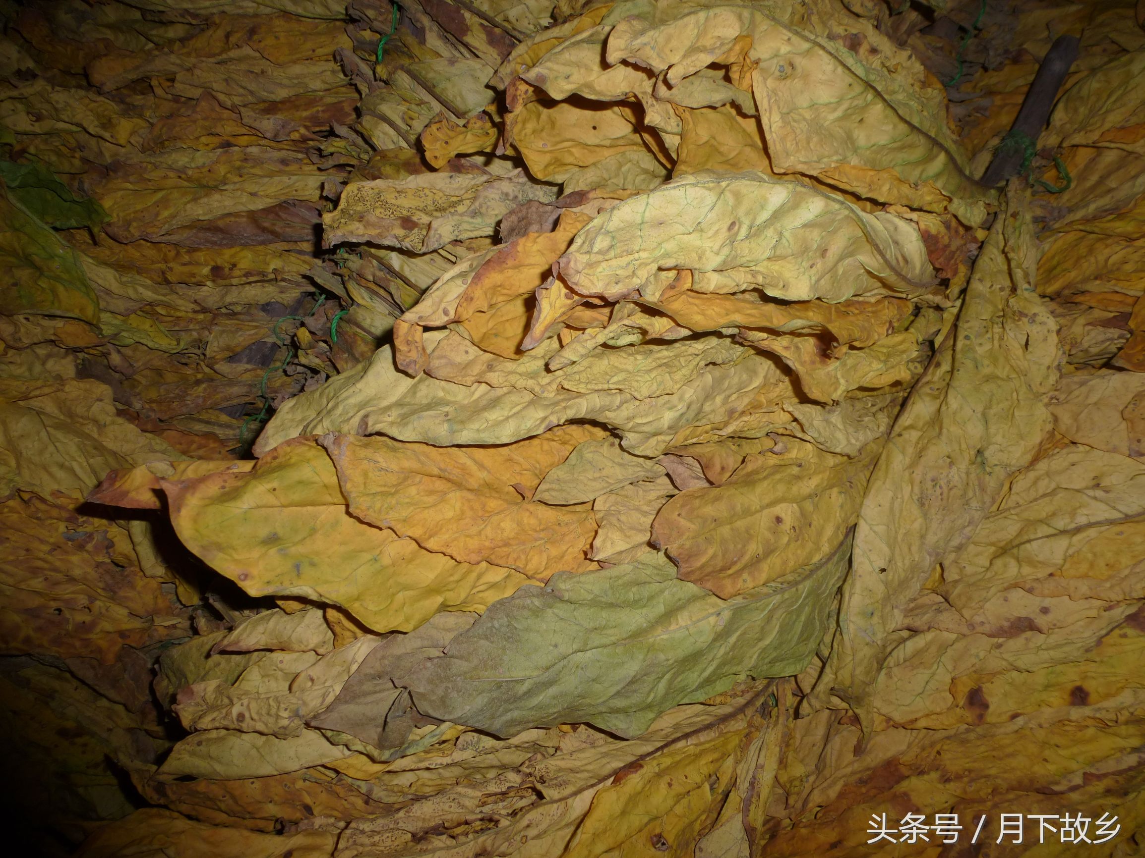 祥云县白族集中地,你所不知道的云南英文版