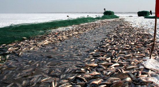 达里诺尔湖鸟类排名,鸟类的天堂达里诺尔湖