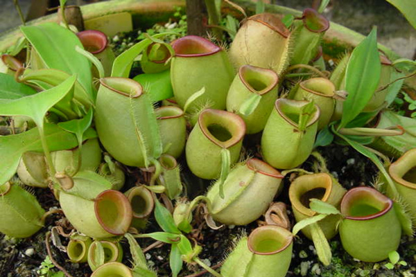 牡丹的害虫防治方法,猪笼草常见病虫害