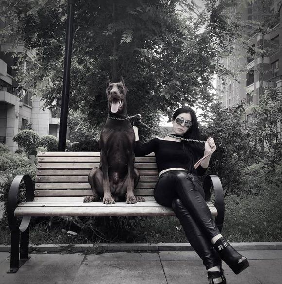 沈阳美女手签德系杜宾,称全家都是杜宾犬铁粉