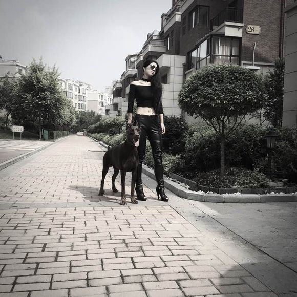 沈阳美女手签德系杜宾,称全家都是杜宾犬铁粉