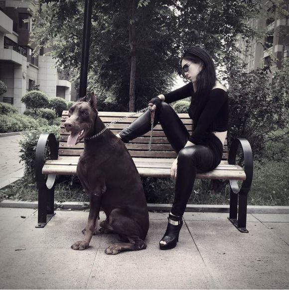 沈阳美女手签德系杜宾,称全家都是杜宾犬铁粉
