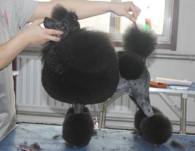 贵宾犬的欧陆式造型有几个球,贵宾犬美容造型种类有哪些