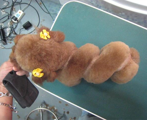 贵宾犬的欧陆式造型有几个球,贵宾犬美容造型种类有哪些