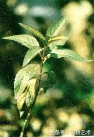 中草药图谱大全高清,中草药图片及名称