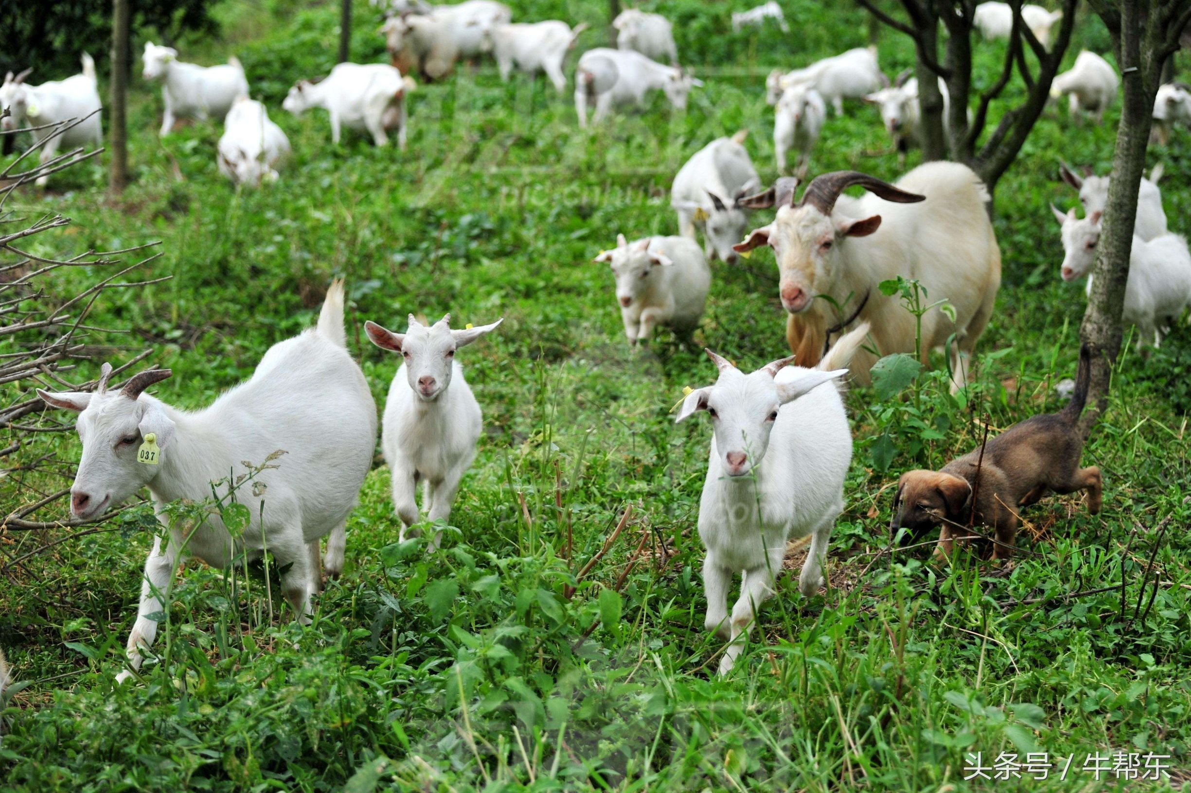 山羊得布病最佳治疗方案,山羊脓肿怎么治