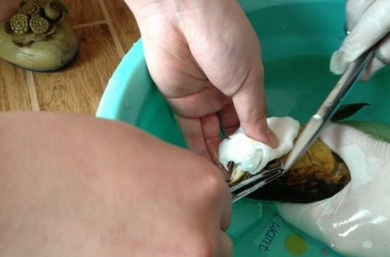 龙鱼腹鳍恢复过程,龙鱼拔鳞手术需要注意什么