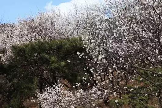 盘点北京38个森林公园,定个小目标完整版免费