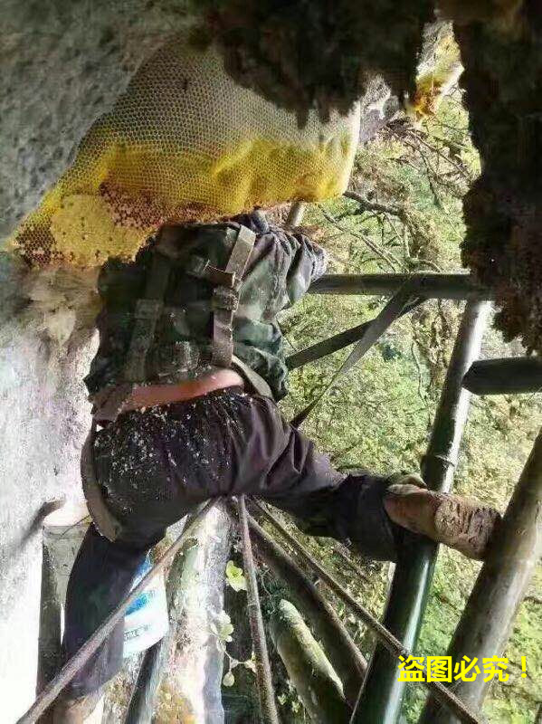 收野生土特产日记：带你去看看，老挝的原始山区！