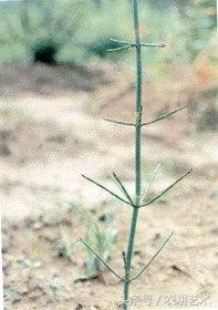 袖珍中草药彩色图谱,茎块中草药图谱大全