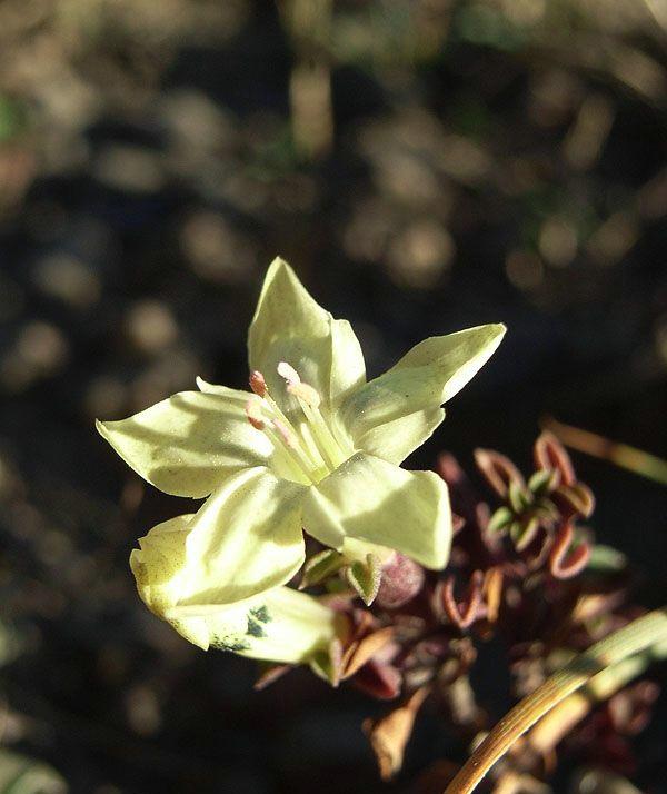 《本草》植物志之龙胆：唐朝的一场瘟疫，令它功成名就