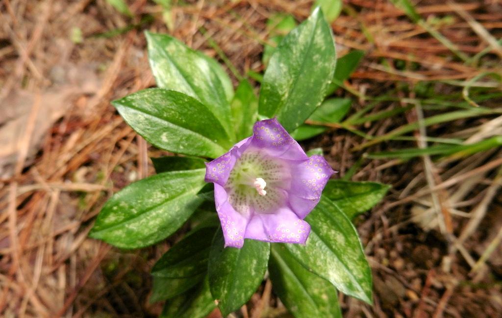 《本草》植物志之龙胆：唐朝的一场瘟疫，令它功成名就