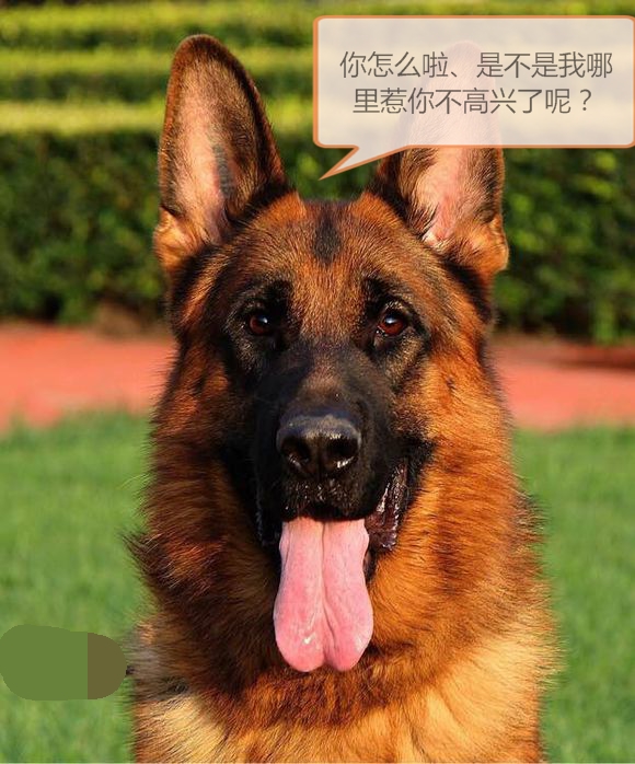 哪个星座的男生最怕女生,狗狗告诉你什么事