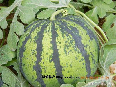 山东最香的瓜,口感软糯又甜的瓜