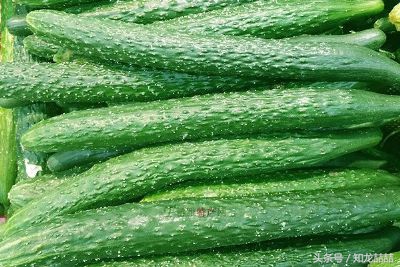 山东最香的瓜,口感软糯又甜的瓜