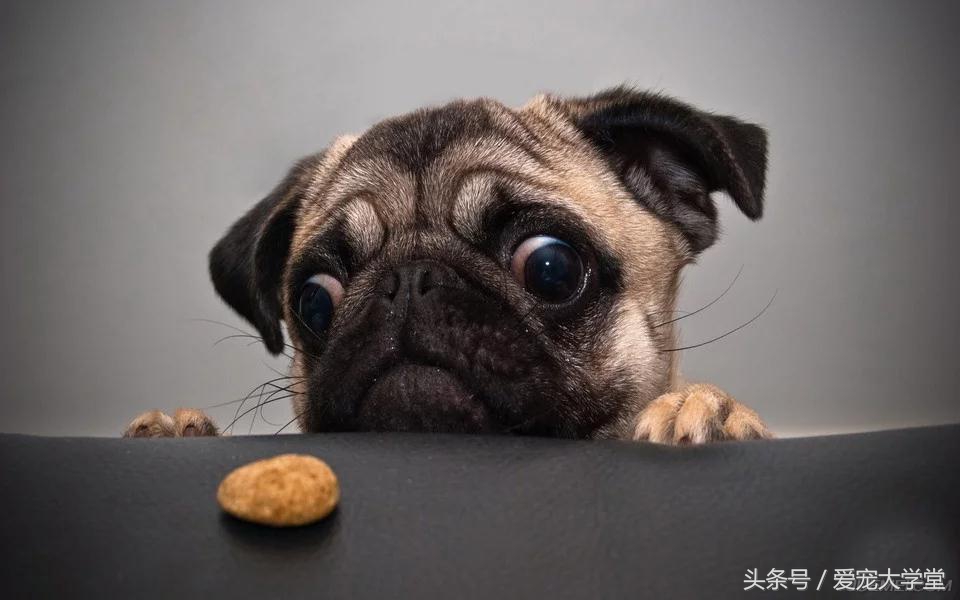 狗狗便血常见原因分析,狗狗产后便血怎么回事