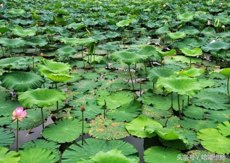 3月20日苹果报价看看昔日机皇的拍照表现