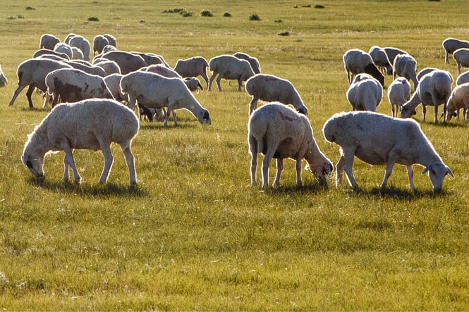 达里诺尔湖鸟类排名,鸟类的天堂达里诺尔湖
