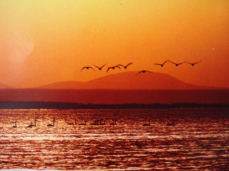 达里诺尔湖鸟类排名,鸟类的天堂达里诺尔湖